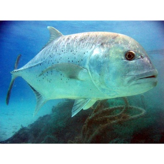 Jual Ikan Giant Trevally Air Tawar Shopee Indonesia