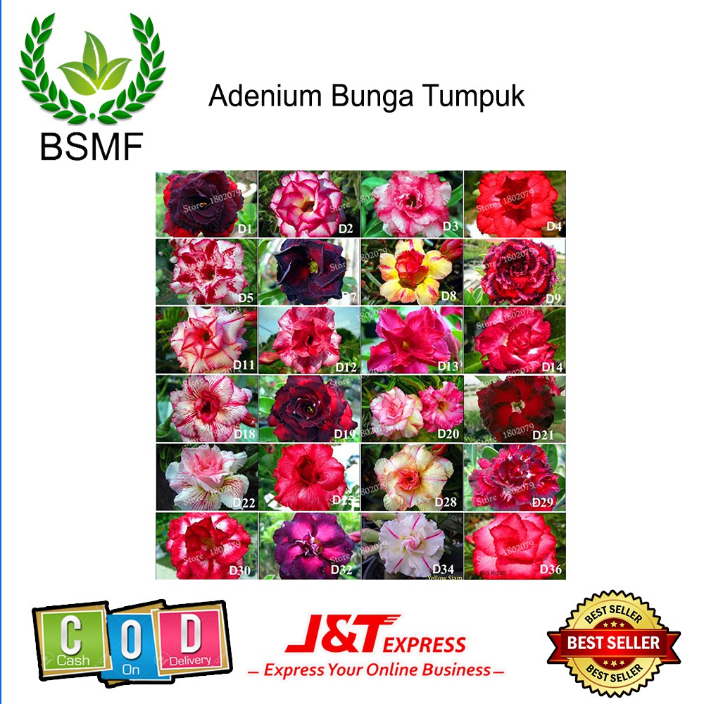 Jual Adenium Bunga Tumpuk Size A Cantik Bergaransi Cocok Buat Penghias