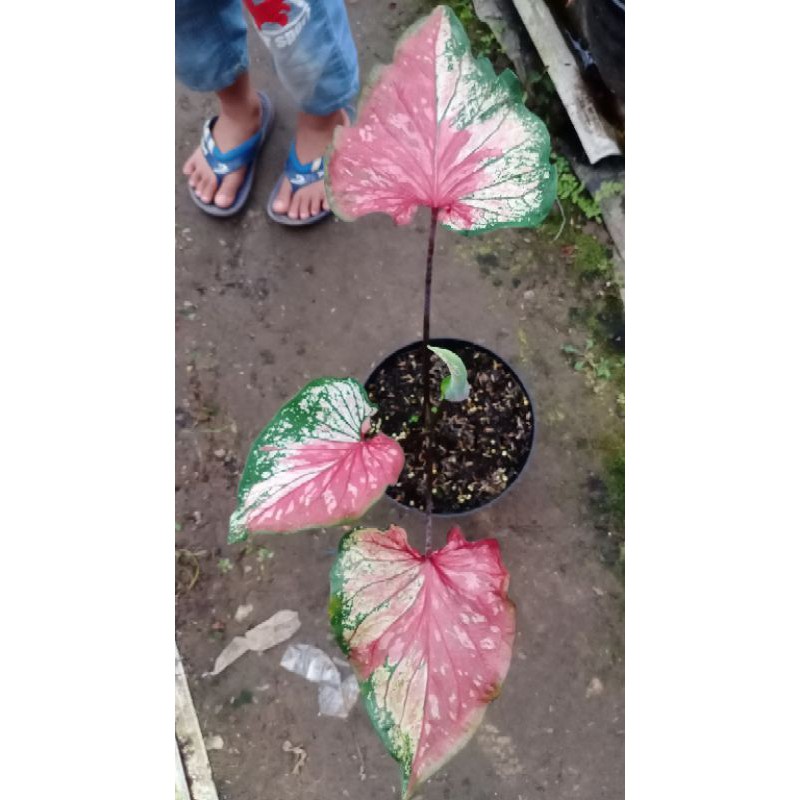 Jual Keladi Caladium Red Clown Khusus Pulau Jawa Shopee Indonesia