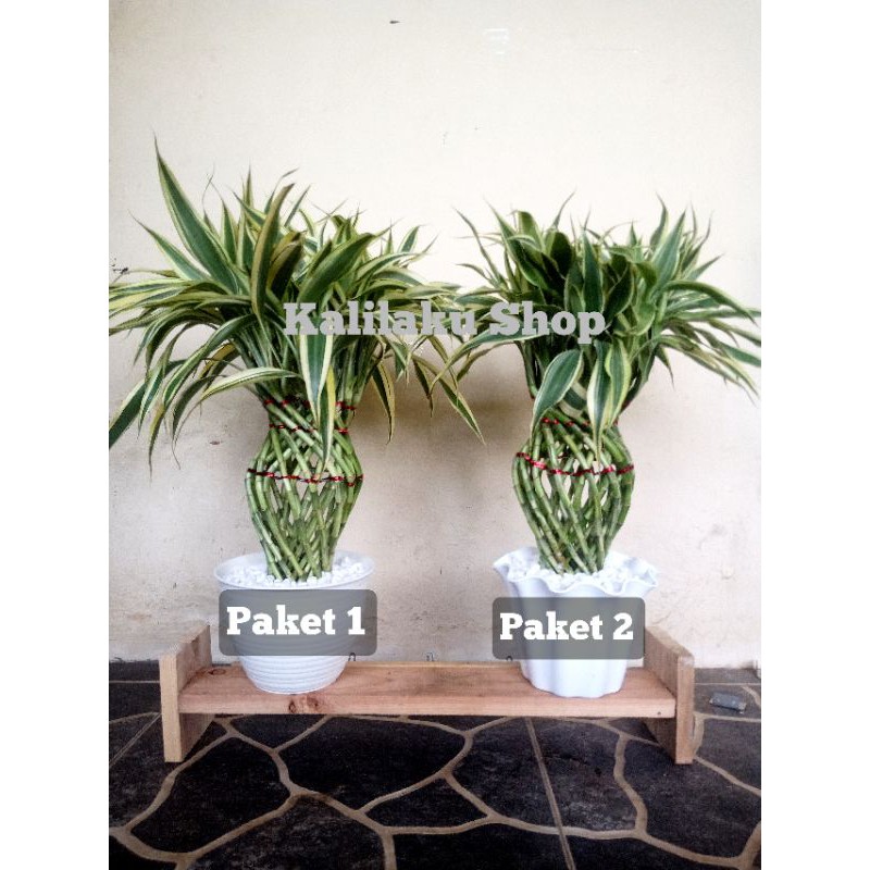 Jual Tanaman Hias Indoor Bambu Hoki Jenis Varigata Putih Model Guci