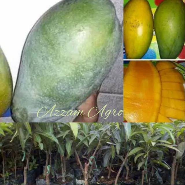 Jual Bibit Mangga Kiojay Thailand Mangga Manis Super Jumbo Shopee