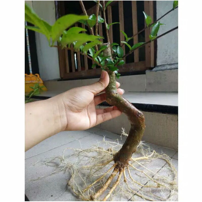 Jual Bonsai Anting Putri Batang Seukuran Lengan Bayi Berakar Keliling