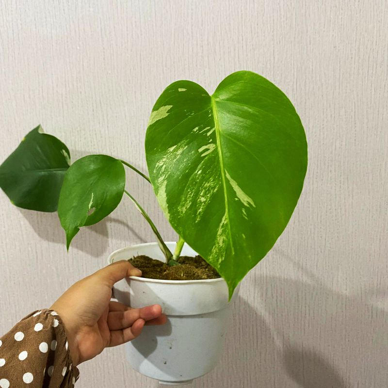 Jual Monvar Monstera Borsigiana Variegata Shopee Indonesia