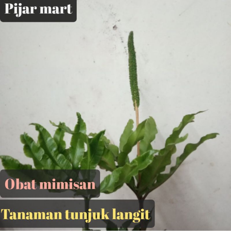 Jual Tanaman Hias Akar Tunjuk Langit Tanaman Hias Langka Super