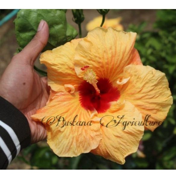 Jual Bibit Bunga Hibiscus Import Kembang Sepatu Bangkok Kuning Honey