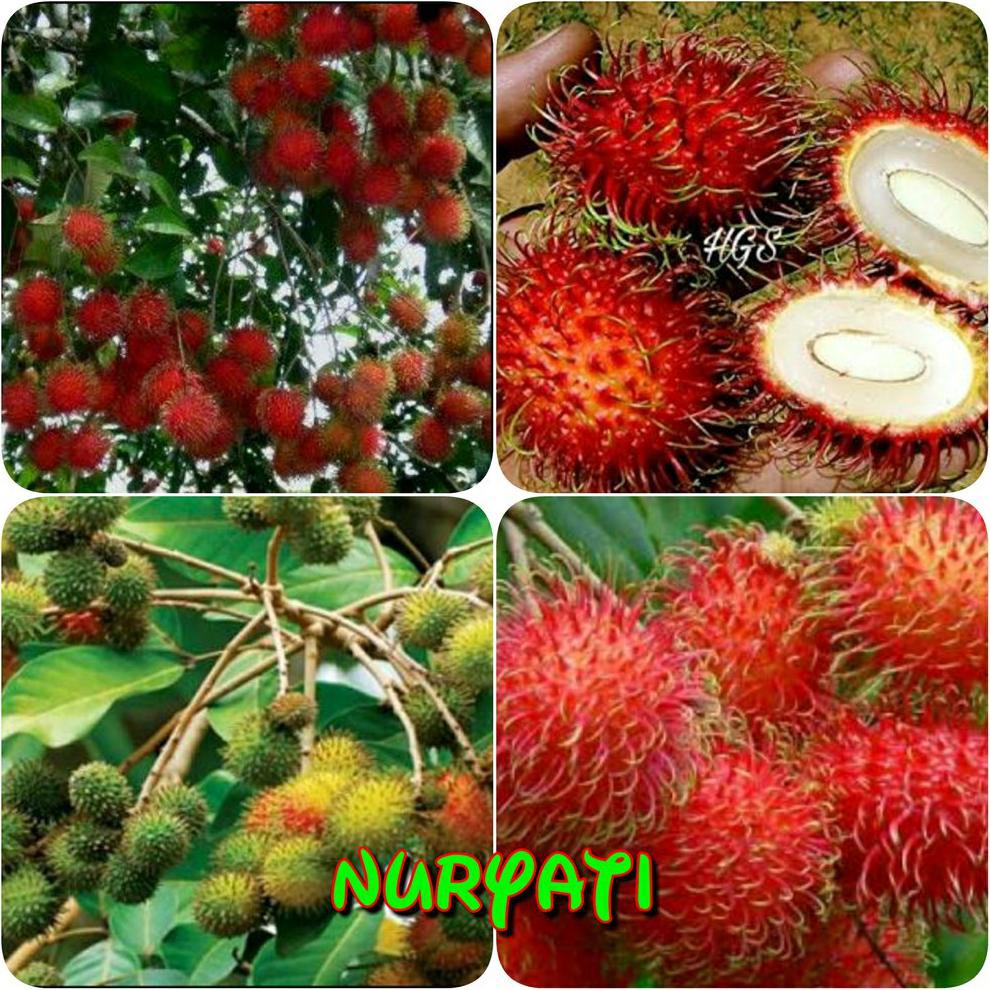 Jual J Bibit Buah Rambutan Paket Jenis Rambutan Lebak Bulus Rapiah