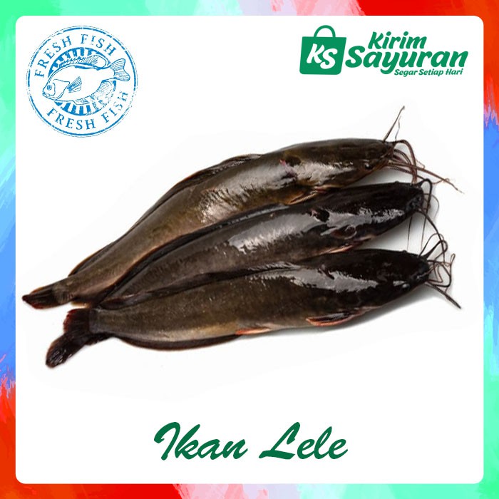 Jual Ikan Lele Segar 1 Kg Shopee Indonesia