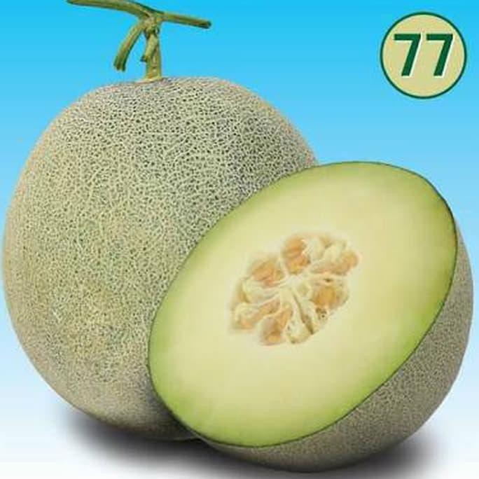 Jual Produk Terbaru Bibit Buah Seed Buah Melon Aramis F Manis Cocok Di