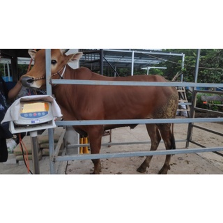 Jual Jual Sapi Qurban 2022 Pegon Dan Madura Berat 275Kg Shopee