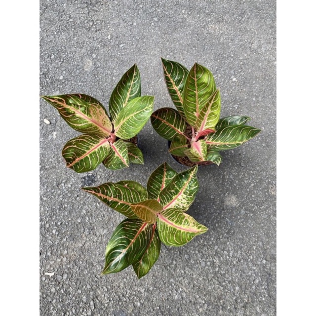 Jual Pride Of Sumatera Tanaman Hias Aglonema Aglaonema Shopee