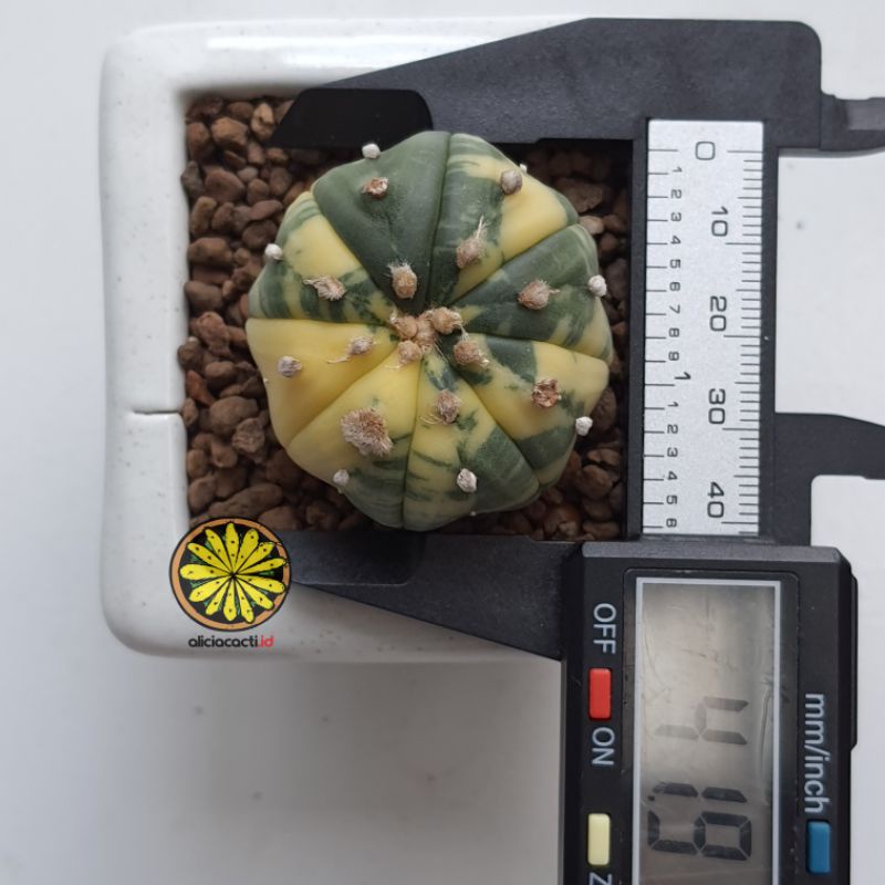 Jual Kaktus Ownroot Astrophytum Asterias Variegata Shopee Indonesia