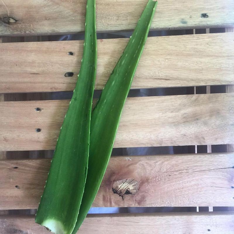 Jual Pelepah Lidah Buaya Pelepah Daun Aloe Vera Shopee Indonesia