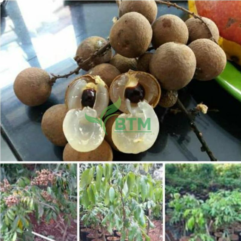 Jual Bibit Tanaman Buah Kelengkeng New Kristal Okulasi Bibit Buah