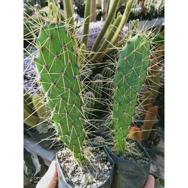 Jual Kaktus Opuntia Duri Tajam Kaktus Unik Kaktus Murah Shopee