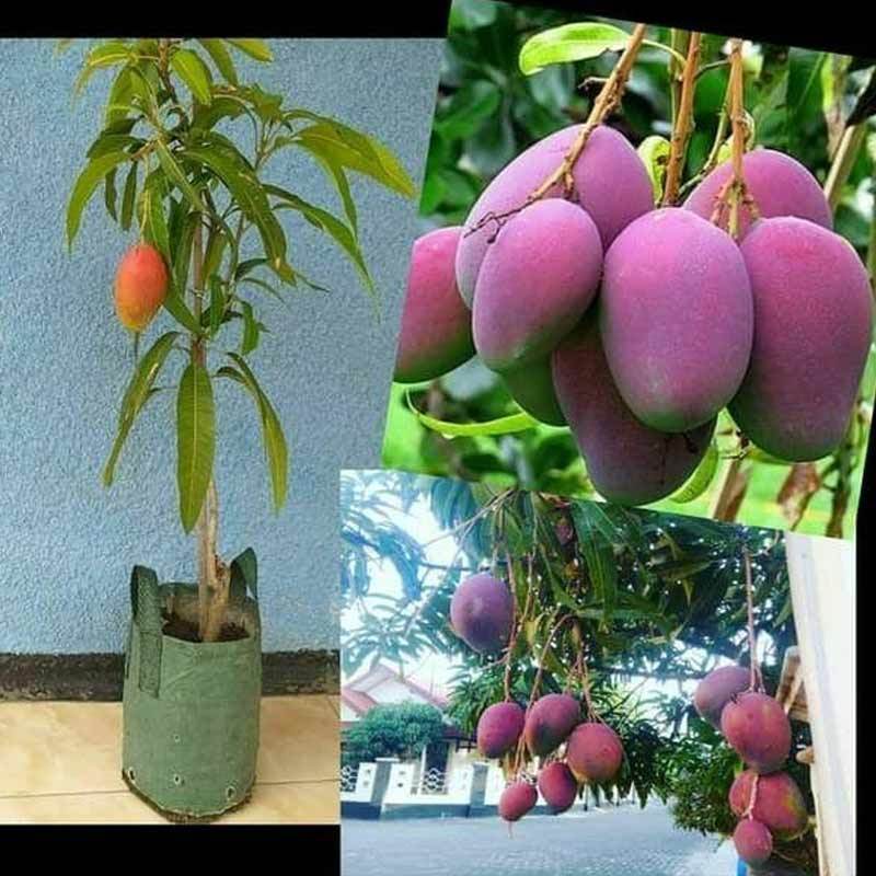 Jual Bibit Buah Mangga Irwin Super Murah Indonesia Shopee Indonesia