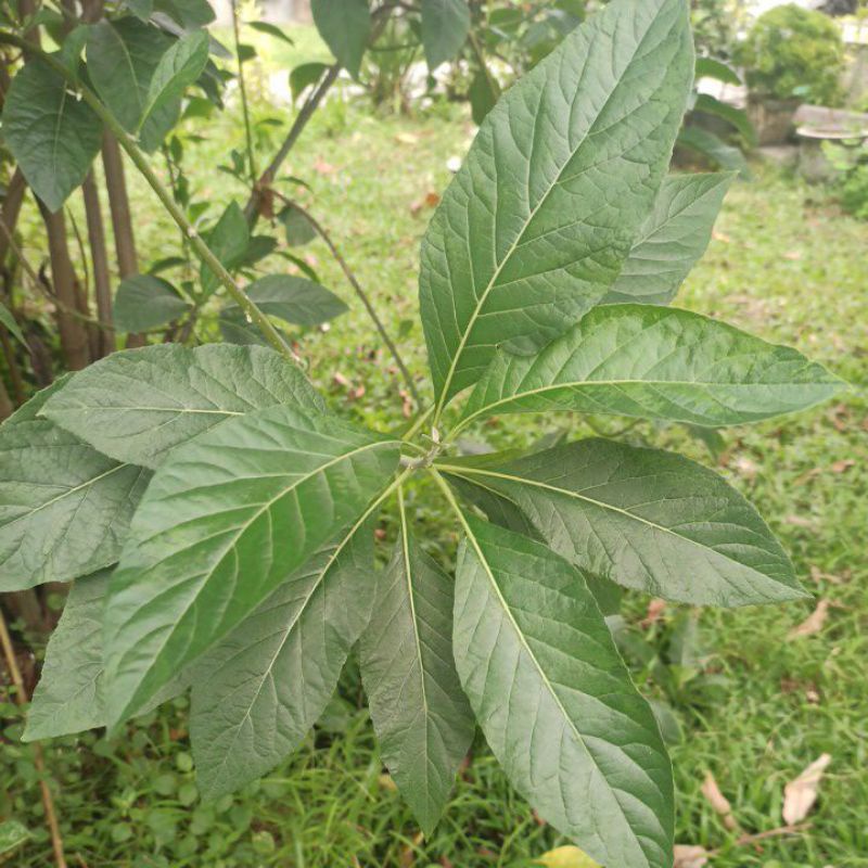 Jual Daun Sambung Nyawa Daun Afrika Shopee Indonesia