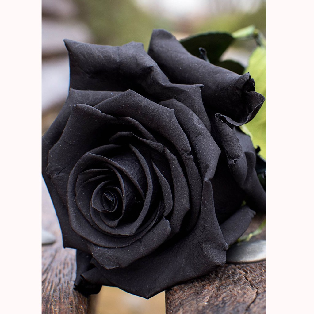 Jual Biji Bibit Bunga Mawar Black Rose Import Benih Tanaman Pohon