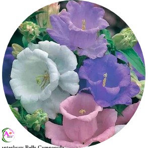 Jual Biji Benih Tanaman Hias Bunga Canterbury Bells Campanula Shopee