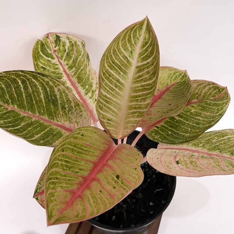 Jual Aglaonema Goliath Shopee Indonesia