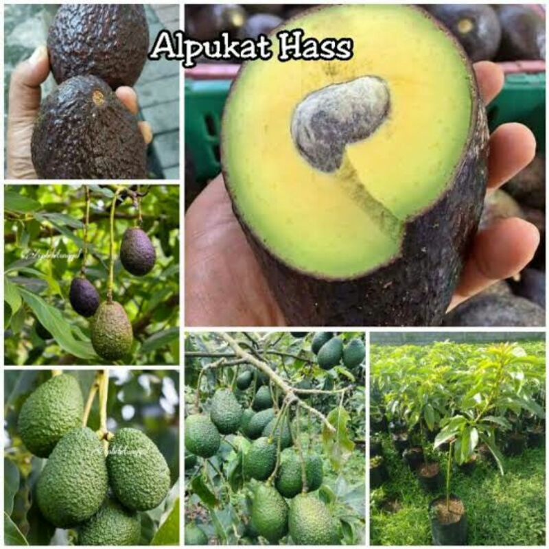 Jual Bibit Alpukat Hass Okulasi Cepat Berbuah Shopee Indonesia