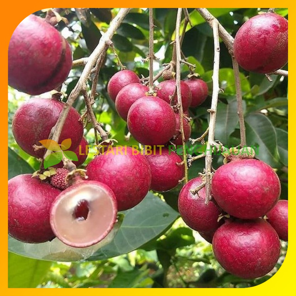 Jual Bibit Kelengkeng Merah Kengkeng Ruby Longan Hasil Stek Okulasi