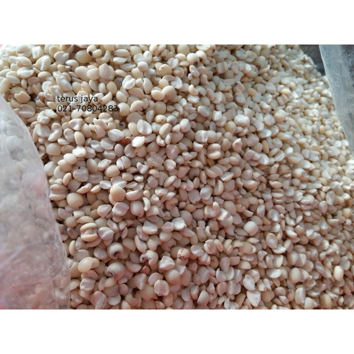 Jual Kg Jali Jali Aceh Barley Aceh Shopee Indonesia