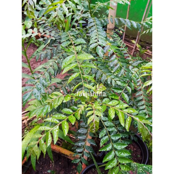 Jual DAUN KARI SEGAR RUKU RUKU SALAM KOJA TEMURUI KOROKELING