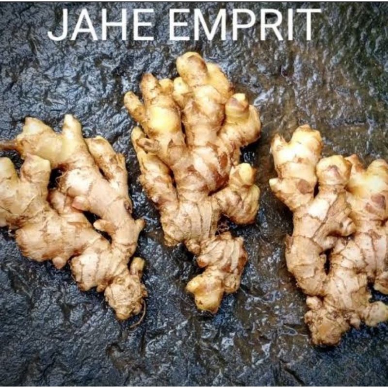 Jual Jahe Emprit Segar 1kg Shopee Indonesia