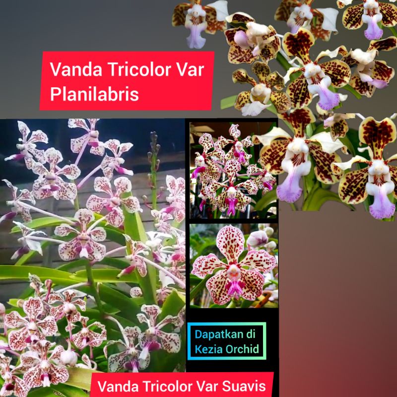 Jual Anggrek Vanda Tricolor Var Suavis Vanda Tricolor Var Planilabris