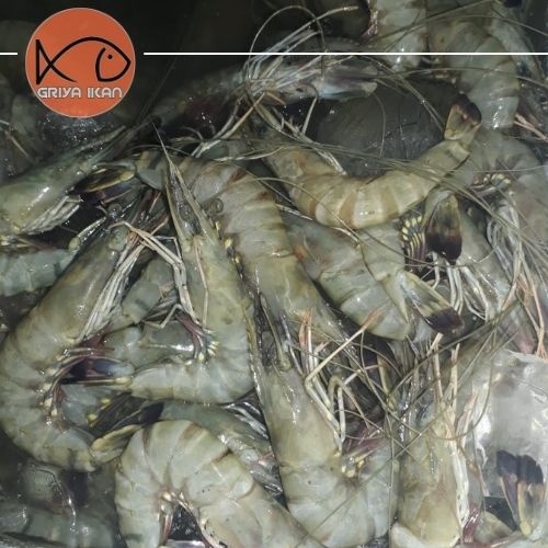 Jual UDANG SEGAR Ukuran Kecil Shopee Indonesia