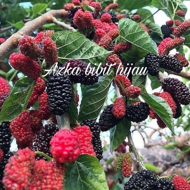 Jual Promo Beli 2 Gratis 1 Bibit Buah Mulberry Pohon Murberry Murbey