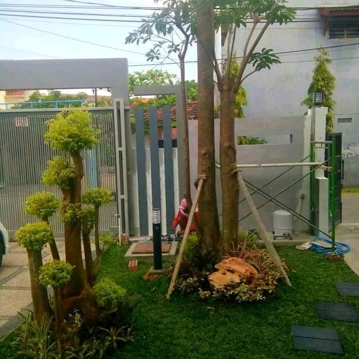 Jual Jasa Pembuatan Taman Pohon Pule Shopee Indonesia