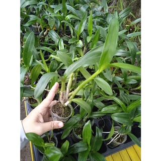 Jual Anggrek Dendrobium Pra Remaja Sonia Earsakul Shopee Indonesia