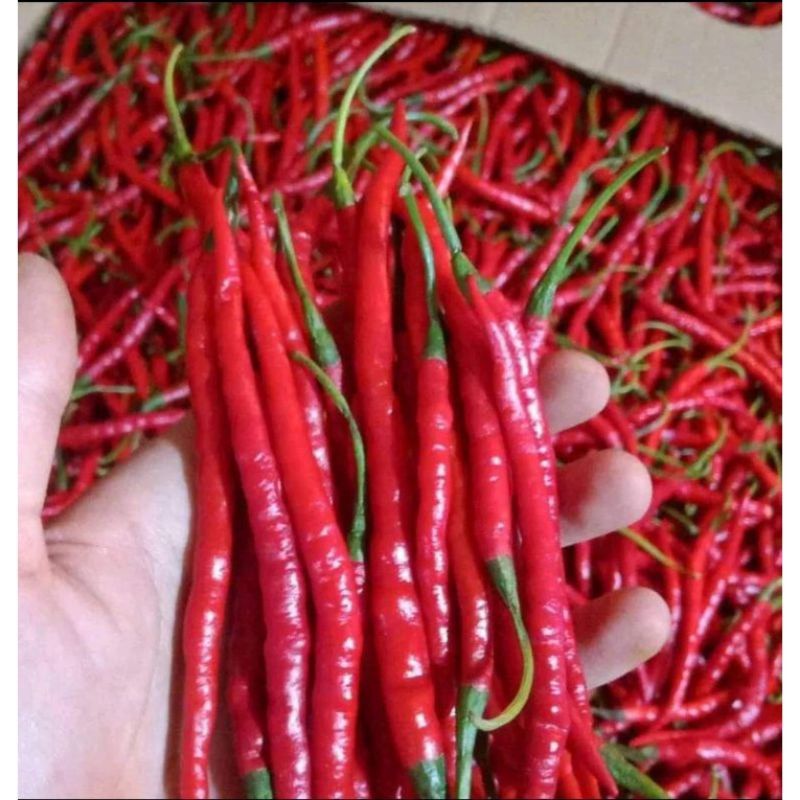 Jual Cabe Merah Kriting Kg Shopee Indonesia