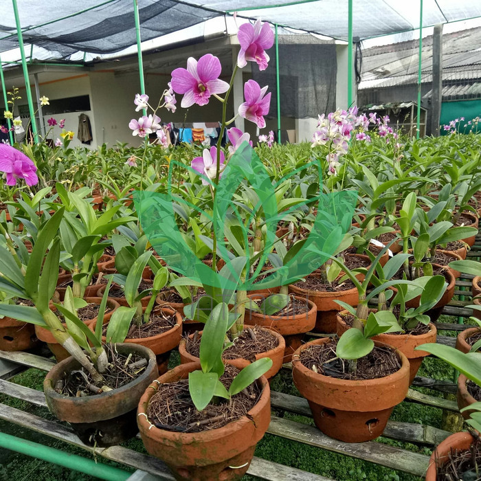 Jual Pohon Anggrek Hidup Tanaman Anggrek Dendrobium Bunga Ungu