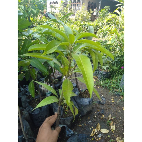 Jual Mangga Irwin Ukuran 1meter Siap Buah Shopee Indonesia