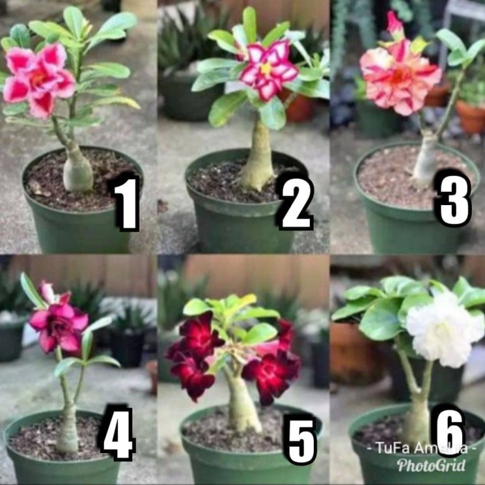 Jual Pohon Adenium Bunga Tumpuk Murah Shopee Indonesia