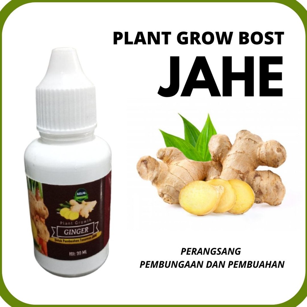 Jual Pupuk Hormon Perangsang Tunas Tanaman Jahe Pupuk Booster Pemacu