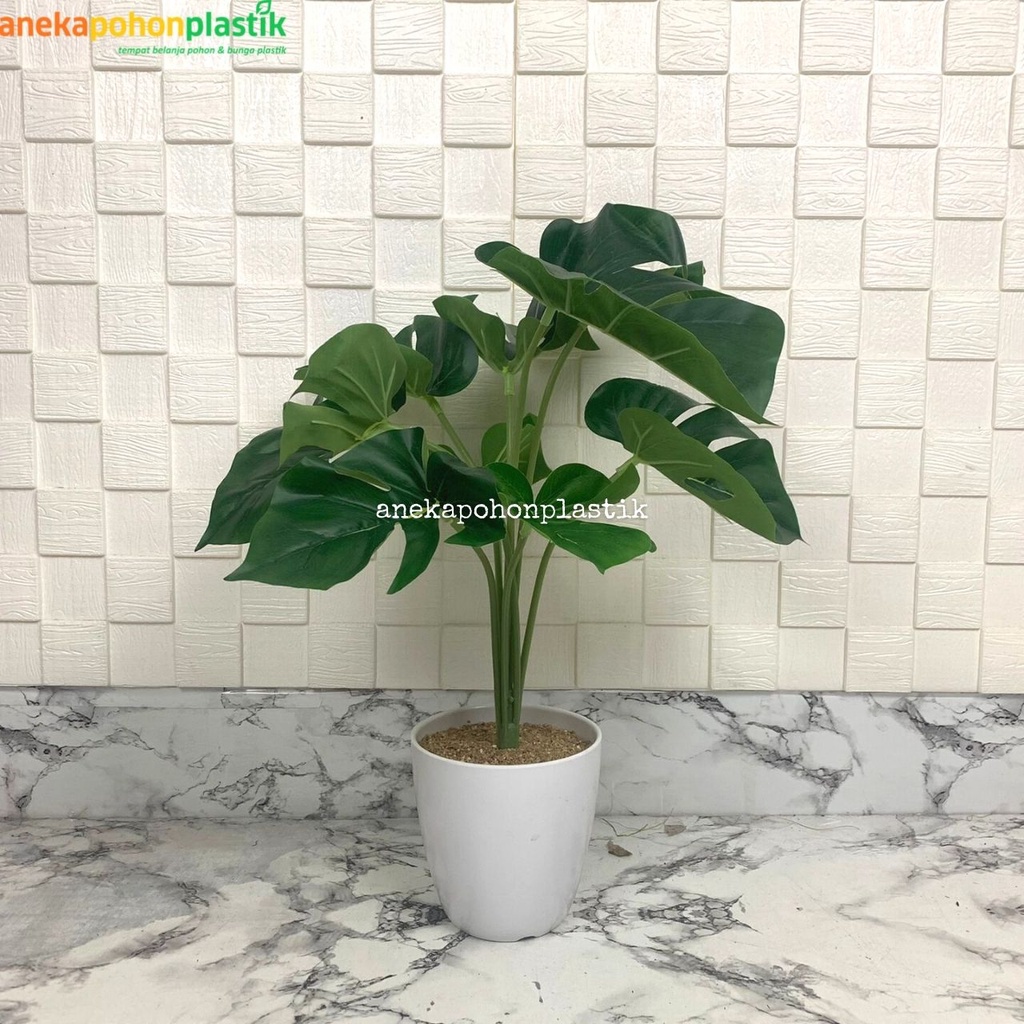 Jual Tanaman Daun Monstera Variegata Hijau Polos X Semi Latex Vas