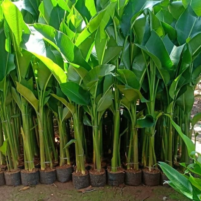 Jual New Tanaman Hias Pisang Karibay Pisang Pisangan Shopee Indonesia