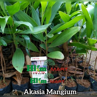 Jual Bibit Pohon Akasia Mangium Shopee Indonesia