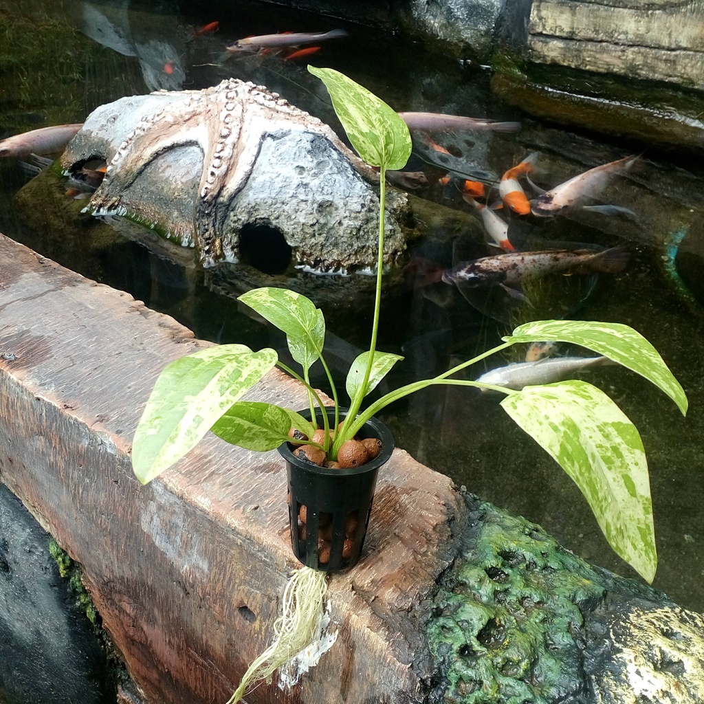 Jual Echinodorus Marble Queen Tanaman Aquascape Indonesia Shopee Indonesia