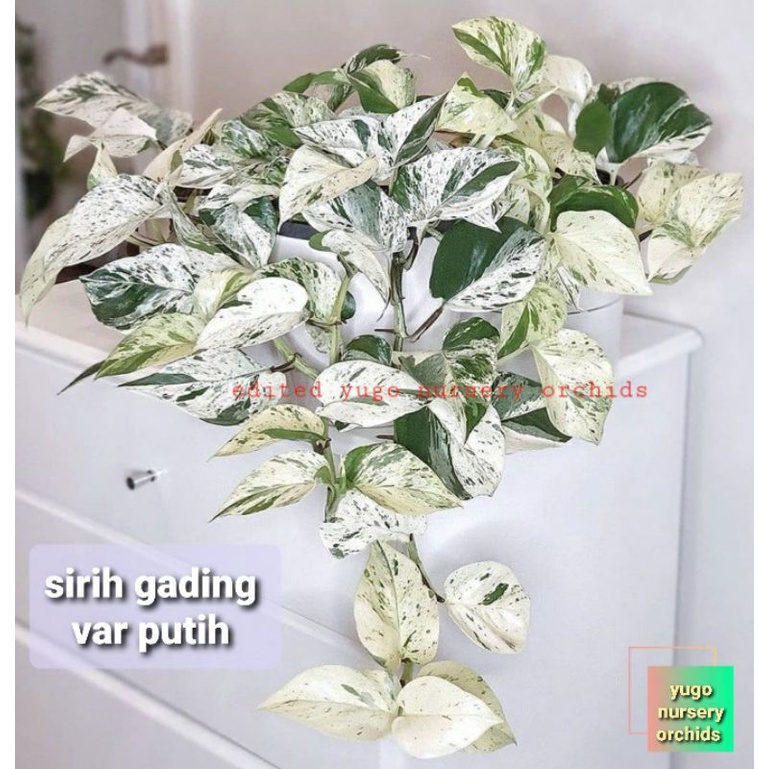 Jual Tanaman Gantung Tanaman Rambat Epipremnum Aureum Marble Queen