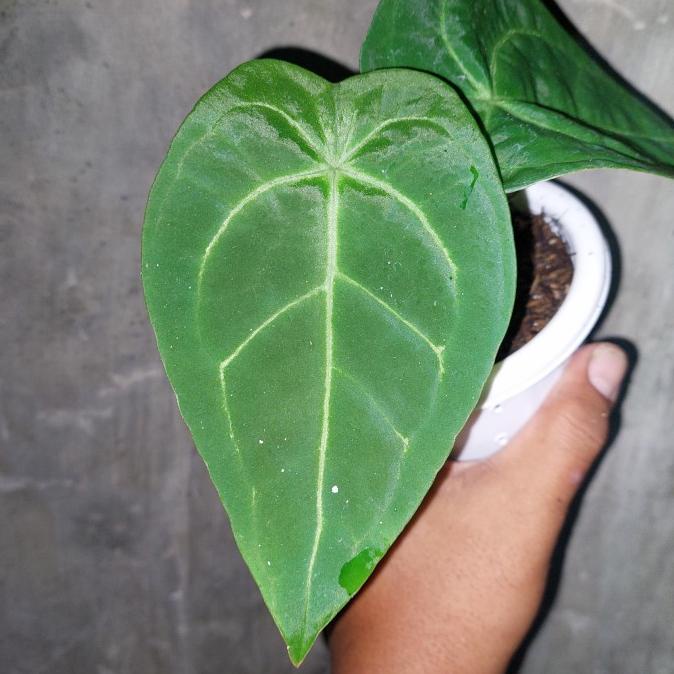 Jual Anthurium Forgetii X Ace Of Spades Tanaman Hias Koleksi Cgh E