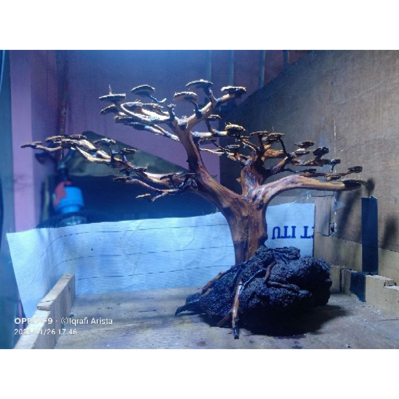 Jual Bonsai Aquascape Besar Kayu Rasamala Kota Jambi Shopee Indonesia