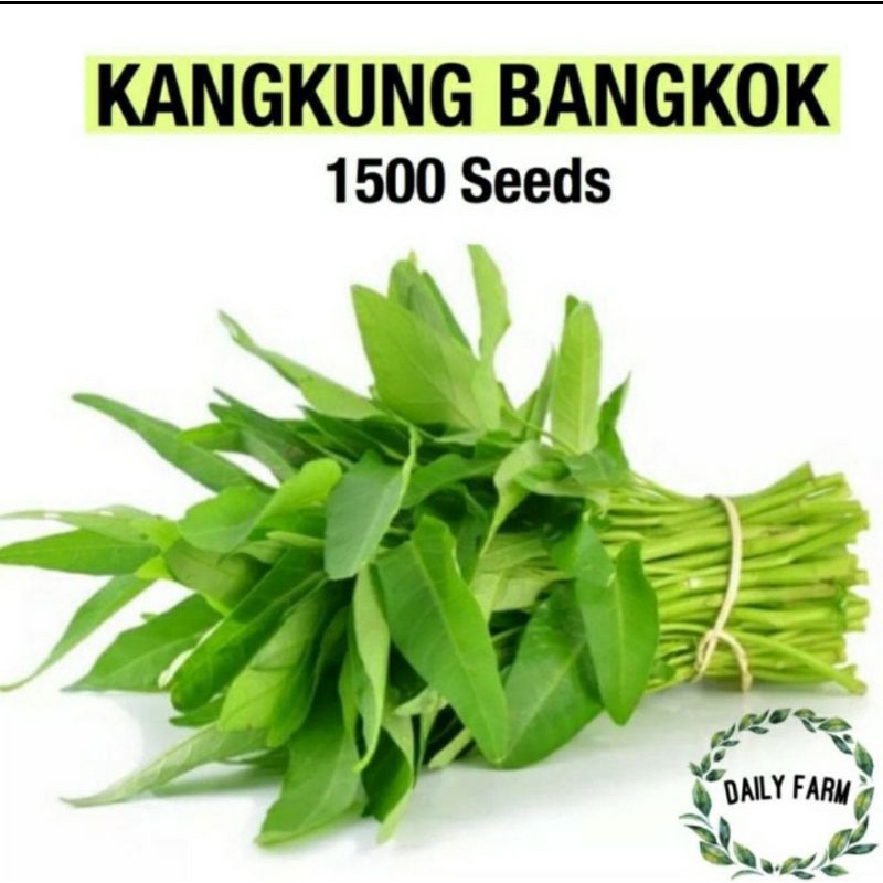 Jual Benih Sayur Kangkung Bangkok Hidroponik Tradisional Seed