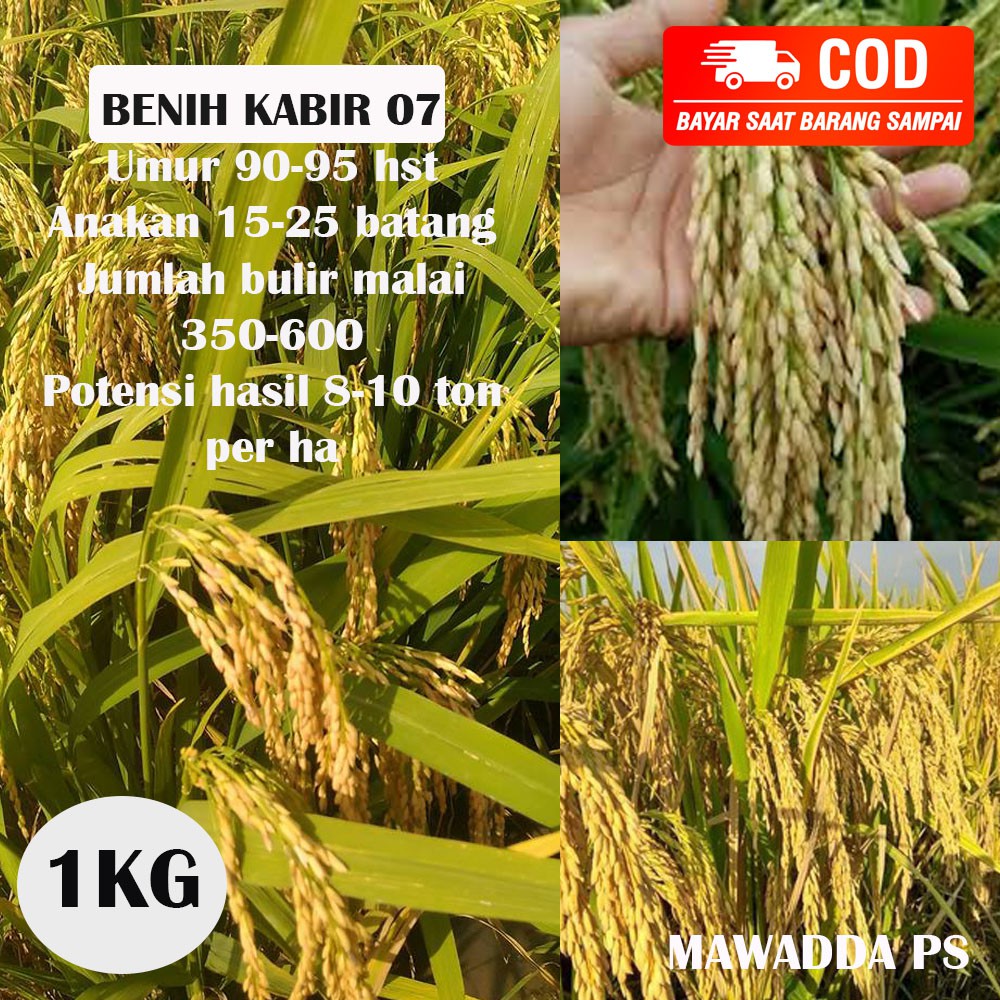 Jual Benih Padi Kabir 07 Bibit Padi Unggul 1kg Shopee Indonesia