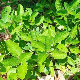 Jual Daun Kencana Ungu 100 Gr Pletekan Minuman Herbal Kaya Manfaat