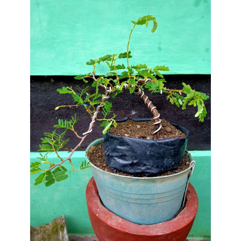 Jual Bahan Bonsai Mame Asam Jawa Sudah Progam Sunat Akar Pecah Akar