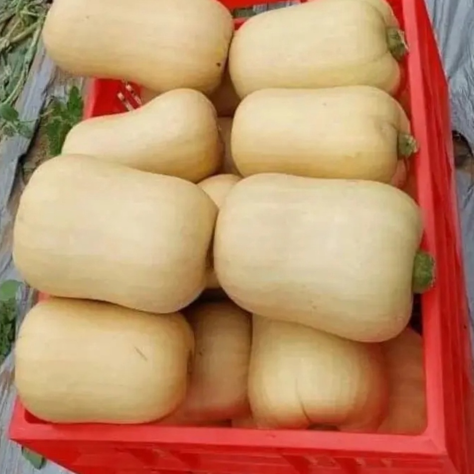 Jual Gram Butternut Squash Labu Botol Labu Madu Shopee Indonesia